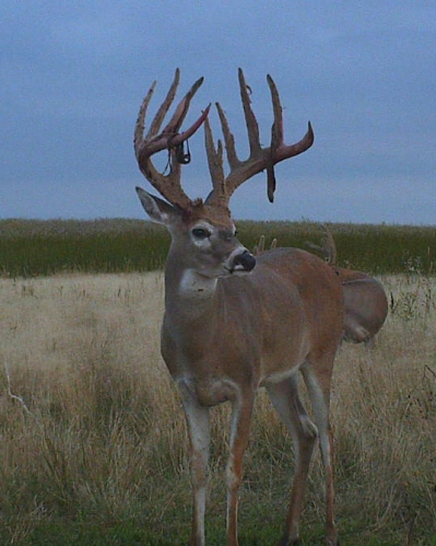 trailcam pic of buck coming out of velvet